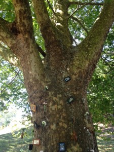 The MIghty Oak (really a London Plane Tree)